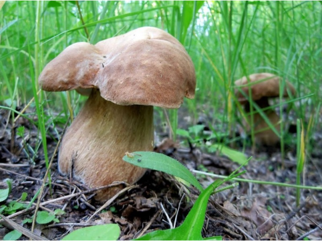Мицелий Белого гриба дубового (Boletus quercicola)